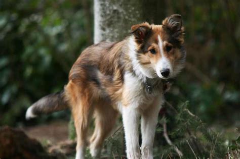 Scotch Collie (Scottish Collie) Info, Temperament, Puppies, Pictures