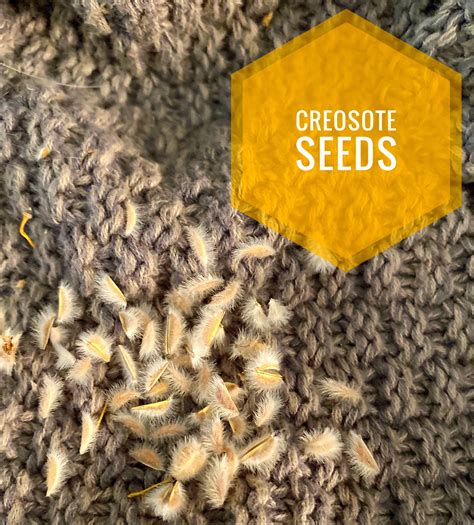 Creosote Seeds larrea Tridentata - Etsy