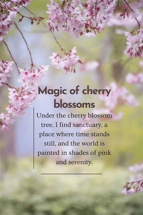 200 Beautiful Cherry Blossom Quotes: Sakura quotes - SimplyBeyondHerbs