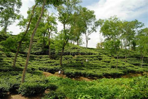 Tea Garden at Sylhet, Bangladesh Stock Photo - Image of mowlovibazar, garden: 103680364