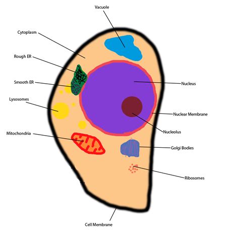 Ribosomes Diagram - ClipArt Best