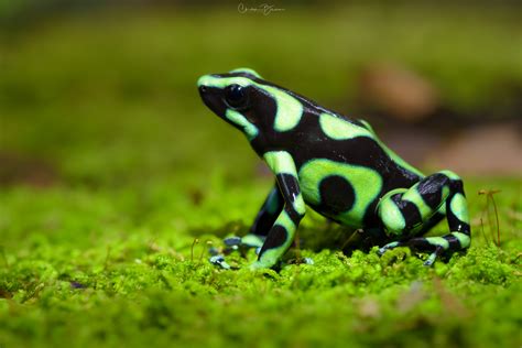 Green and Black Poison Dart Frog (Dendrobates auratus) – The Nature Admirer