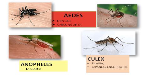 Vector Definition and Examples - Biology Online Dictionary