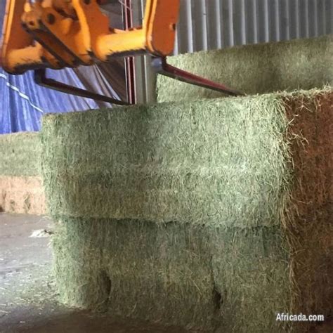 Top Alfalfa Hay Bales for sale - Louis Trichardt, Limpopo - Photo #2