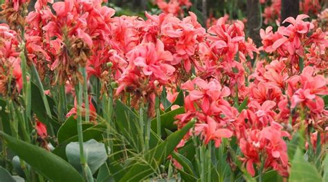 15 Common Problems With Canna Lily Plants