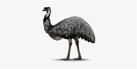 Emu Clipart Transparent Background - Draw-level