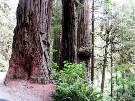 Candy n John RV: 2013 July; Giant Redwood National Park