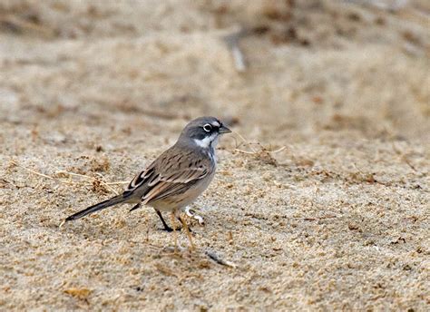 Winter Sage Sparrow identification redux - Greg in San Diego