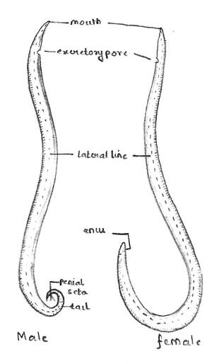 Ascaris Labelled Diagram