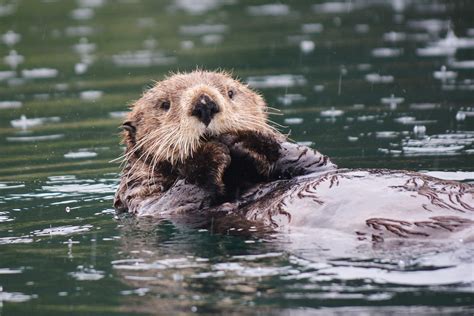 Fish Factor: Growing sea otter population has voracious appetite – The ...