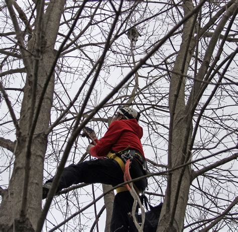 Cat in Tree Quickly Warms Up To ARL Rescue Team - Animal Rescue League of Boston