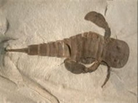 Eurypterid