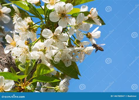 Honey Bee, Pollination Process Stock Image - Image of pollinating, antenna: 146780047