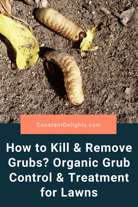 How To Kill & Remove Grubs? Organic Grub Control & Treatment For Lawns ...