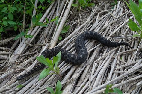 Learning from habitat 'haves' to help save a threatened rattlesnake