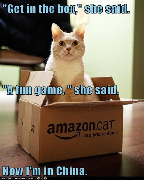 "Get in the box," | Funny animals, Cats, Crazy cats