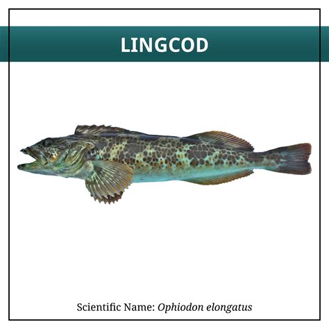 Lingcod – Alaskans Own