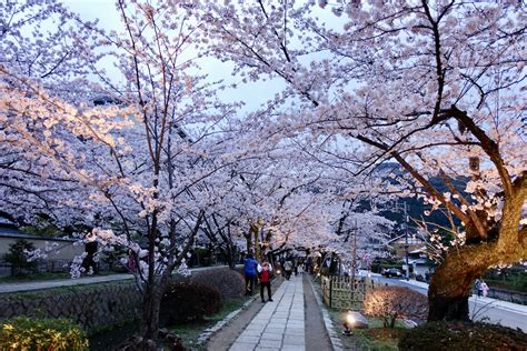 Best Sakura Spots in Kyoto, Japan / E-lyn Tham