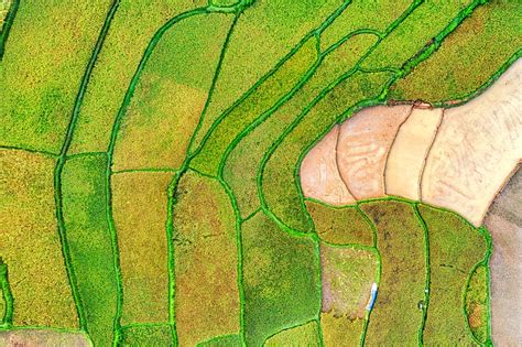 Aerial View of Rice Fields · Free Stock Photo