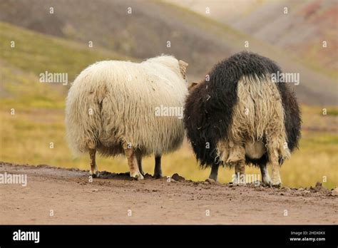 sheep, sheep wool, sheeps, sheep wools Stock Photo - Alamy