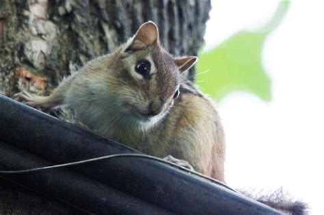 Things You Should Consider Before Choosing Chipmunks as Pets