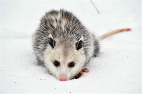 How Do Opossums Survive Winter? – North American Nature