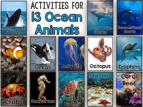 All About Ocean Animals - Fun in First