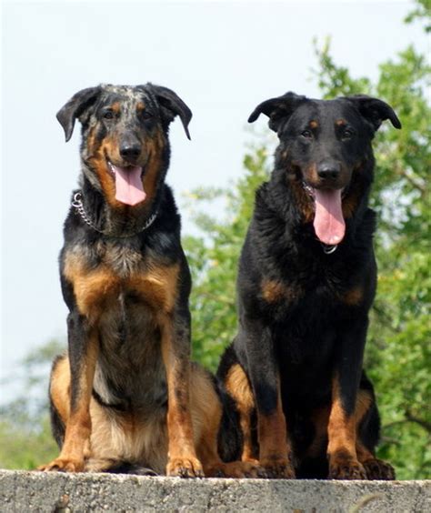 Musings of a Biologist and Dog Lover: Unusual Breed: Beauceron