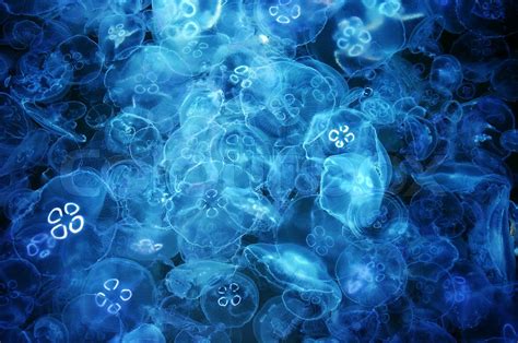 Jellyfishes under water | Stock image | Colourbox