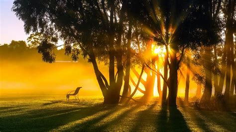 Sunrise, morning, fog, trees, sun rays wallpaper | Nature and Landscape | Wallpaper Better