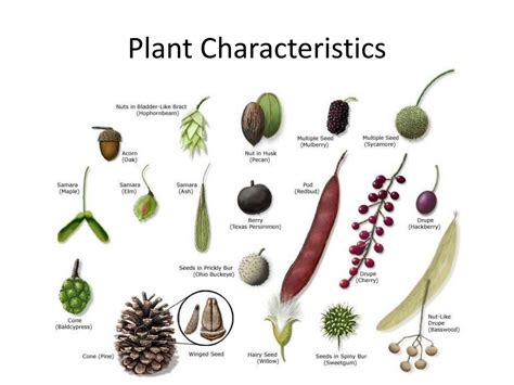 PPT - Plant Dichotomous Key PowerPoint Presentation, free download - ID:4259536