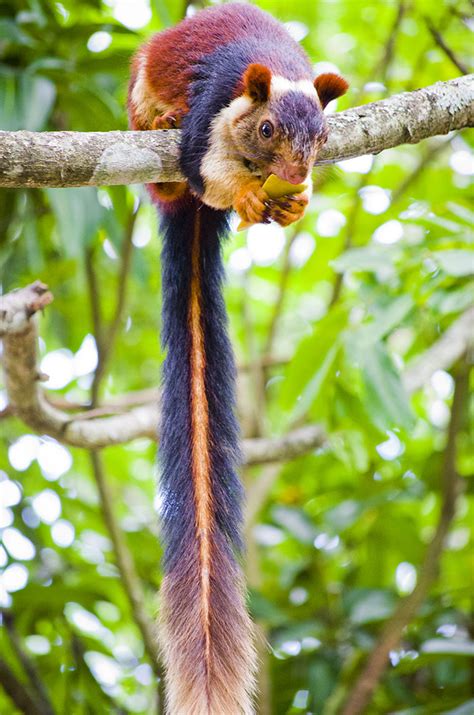 There Are Multi-Colored Giant Squirrels Living In India And People Seem To Have Just Found Out ...