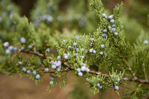 The Eastern Redcedar of North America