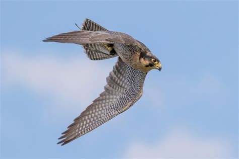 Peregrine Falcon Facts | Fastest Animal on Earth