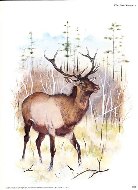 Items similar to THE EASTERN ELK. Extinct Vanished Animals. Environmental Interest. Stunning ...