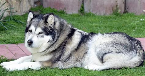 10 Amazing Wolf Dog Breeds - The Buzz Land