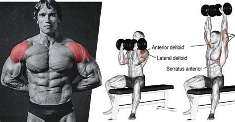 What is an Arnold Press? (A bodybuilding guide)