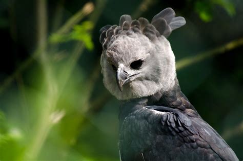 Portrait of a Harpyie (Harpia harpyja) - Harpy Eagle - the most dangerous Eagle in the world ...