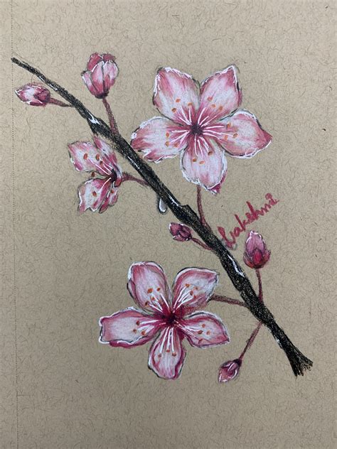 Cherry Blossom Flower Drawing