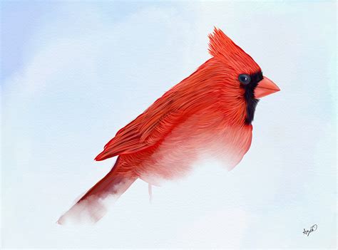 » Cardinal Cardinalidae