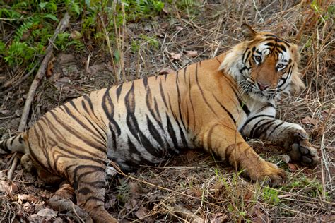 File:Bengal Tiger India.jpg - Wikipedia, the free encyclopedia