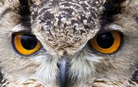 Picture of the Day: Owl Eyes «TwistedSifter