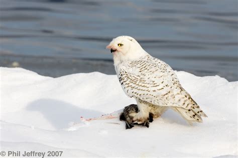 r939nez: Snowy Owl Hunting