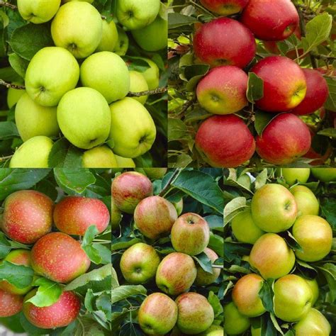 APPLE TREE - Multi-Variety Fruit Tree - APPLE - 5 varieties on one Tree! - Garden Plants