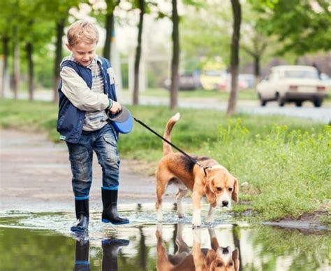 Can Dogs Teach Kids Responsibility? | PetMD