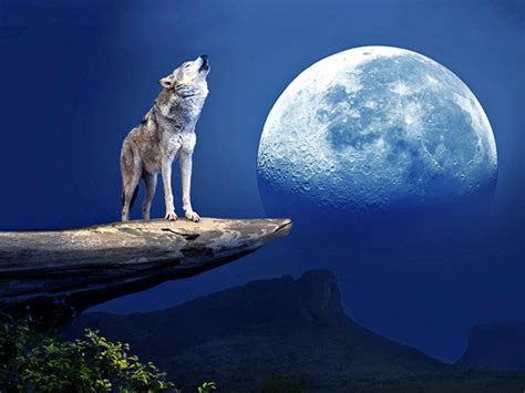 🔥 [70+] Wolf Howling At The Moon Wallpapers | WallpaperSafari