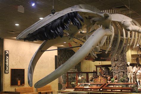 Whale Skeleton image - Free stock photo - Public Domain photo - CC0 Images