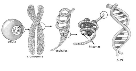 La Célula: Cromosomas, Estructura y Clasificación