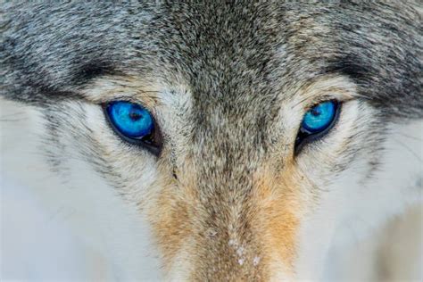 110+ Blue Eyes Wolf Stock Photos, Pictures & Royalty-Free Images - iStock