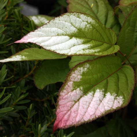 Actinidia kolomikta - Deelish Garden Centre